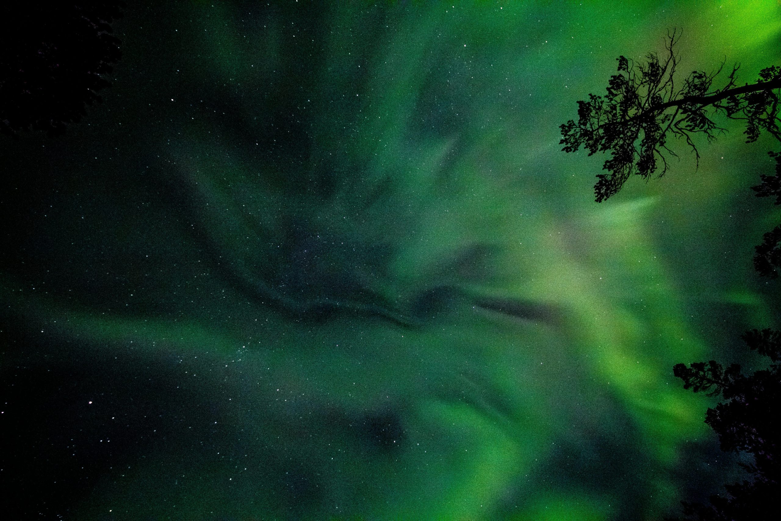 Vibrant green aurora borealis shines against a starry night sky with silhouetted trees.