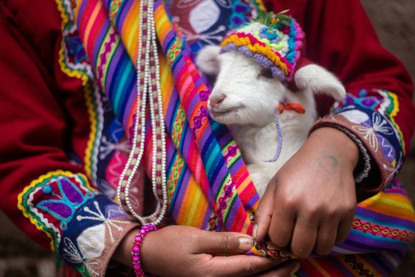 Person in vibrant traditional attire holding a lamb wrapped in colorful fabric.